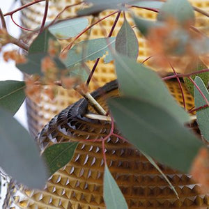 Patara Vase Clear/Dark Brown $680.00 - $1022.00