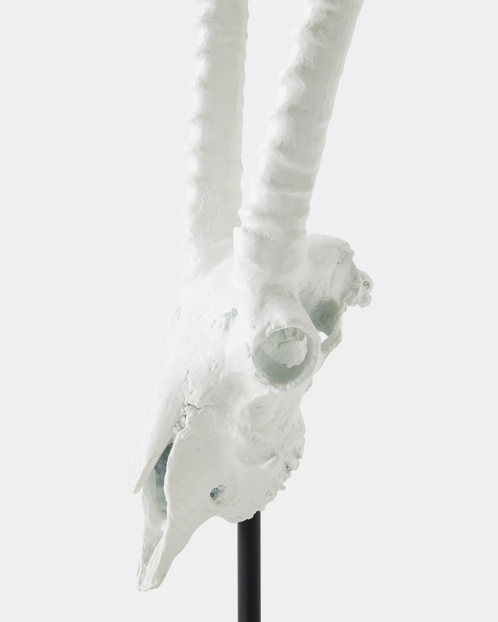 Global Views Gemsbok Skull Sculpture – corner view
